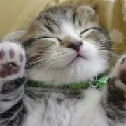 ミア*プロフ必読の画像