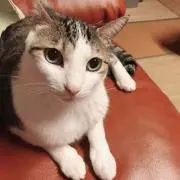 みやびの画像