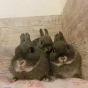 あやめの画像