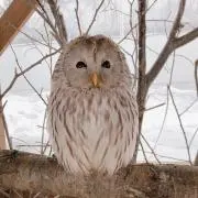 エゾリー⭐︎の画像