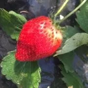 じゃがいもの画像
