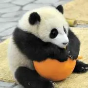 ぱんだ