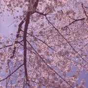 のんの画像