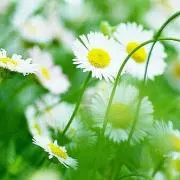 まみりんりんの画像