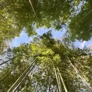 おはるの画像