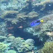 mashの画像
