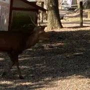 メープル