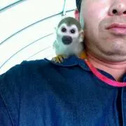 こむちゃん