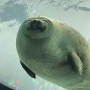 あざらしの画像