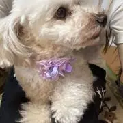 ピノの画像