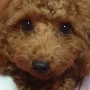 かよりんの画像