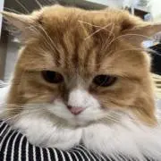 ゆうの画像
