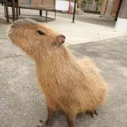 かぴぱら