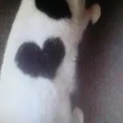 KK