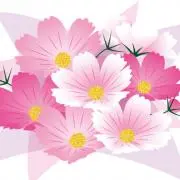 ピョンドミの画像