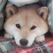 ゆーた。プロフ必読