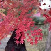 黄時の画像