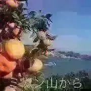 みかん家♨️ブルーベリー収穫中の画像