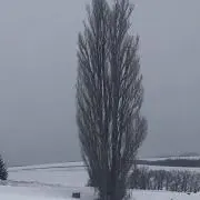 鬼の画像