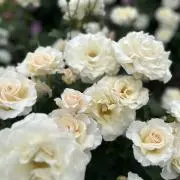 hrの画像
