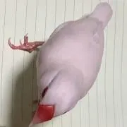 U.D.Y.Aの画像