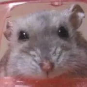 ちいちい