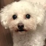 ビアンコの画像