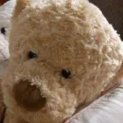 くまクマの画像