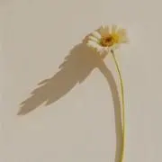 ponsの画像