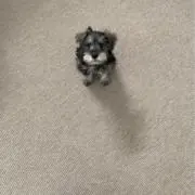 かえで