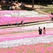 ゆゆの画像