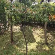 oliveの画像