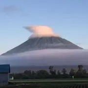 芦屋のダンディちゃんの画像