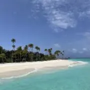 すずの画像
