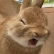 うさみの画像