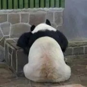 もちぐまの画像