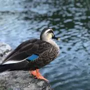 ナッツ