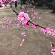 うめの画像