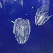 いちこの画像