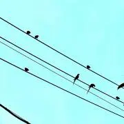 石楠花の画像
