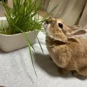 おのちゃの画像