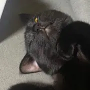 りなの画像
