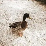 鴨川の鴨の画像