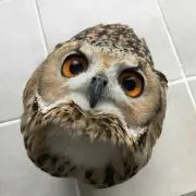 あたりめの画像