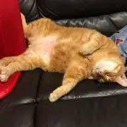 てがのすけの画像