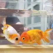 オトちゃん