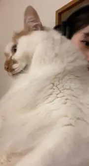 あおの画像