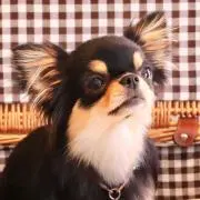 はなあずの画像