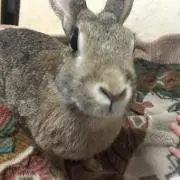うさぎのMARONの画像
