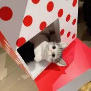 鹿屋